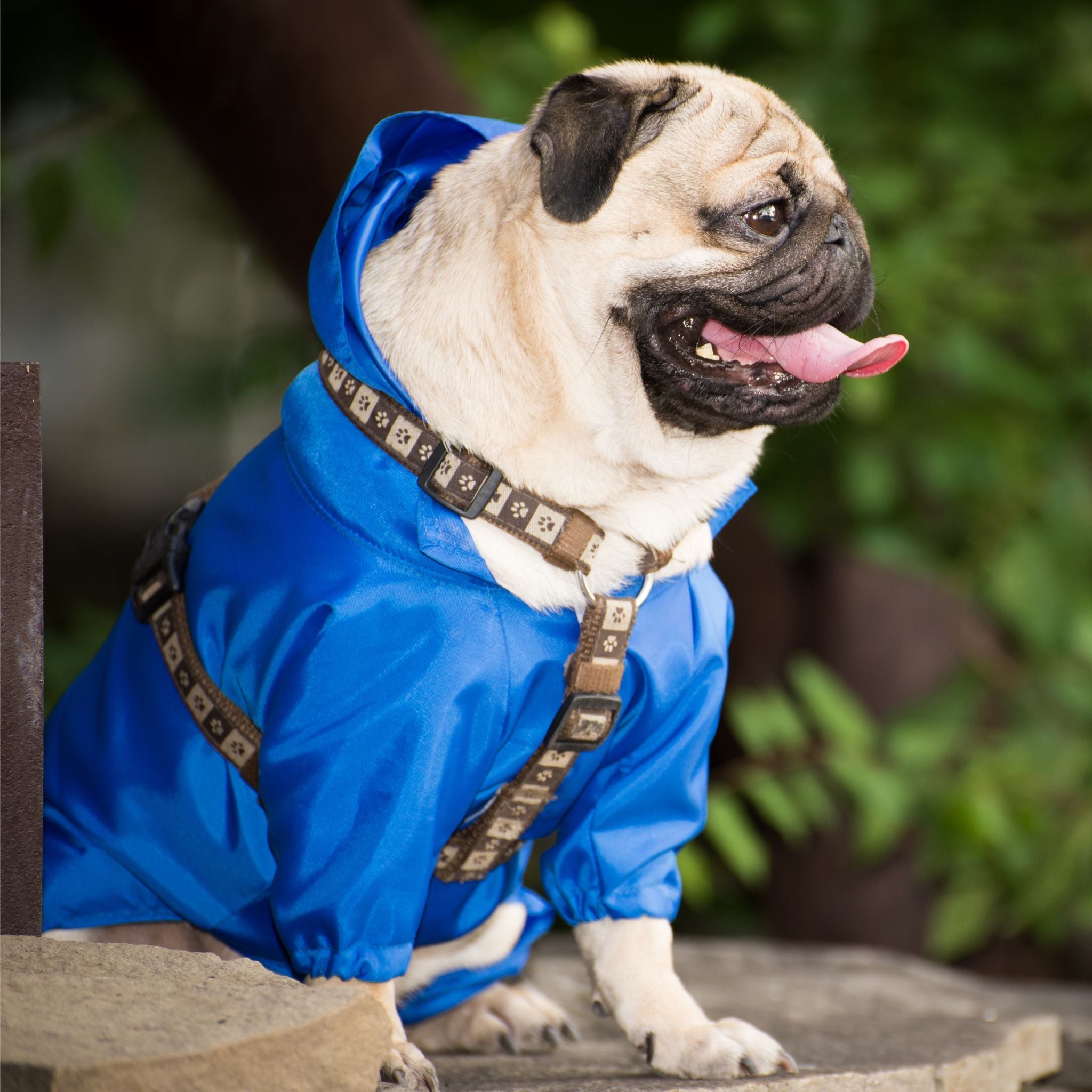 Pet clothing collection - stylish apparel and outfits for pets