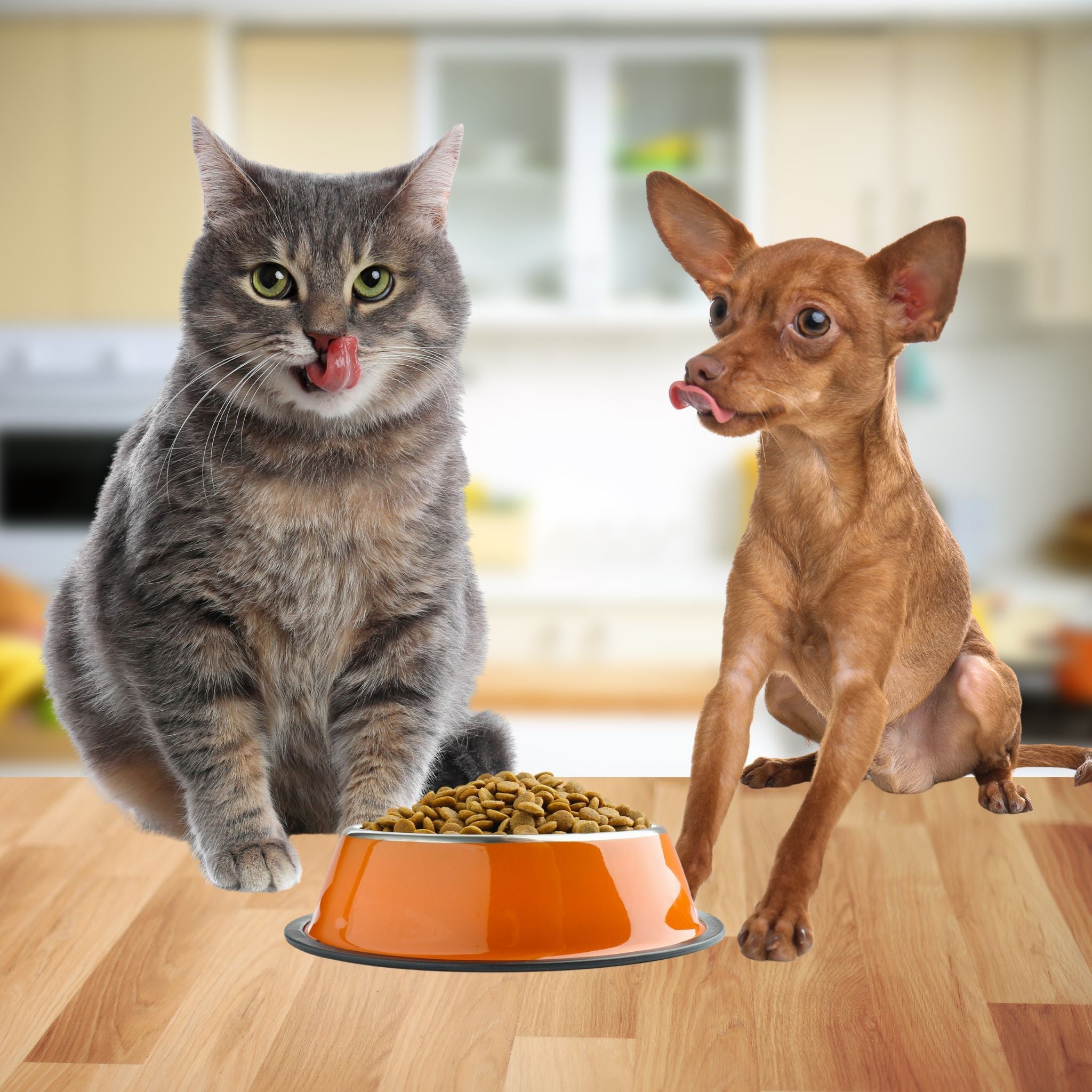 Pet feeding bowls and accessories - food and water bowls for dogs and cats