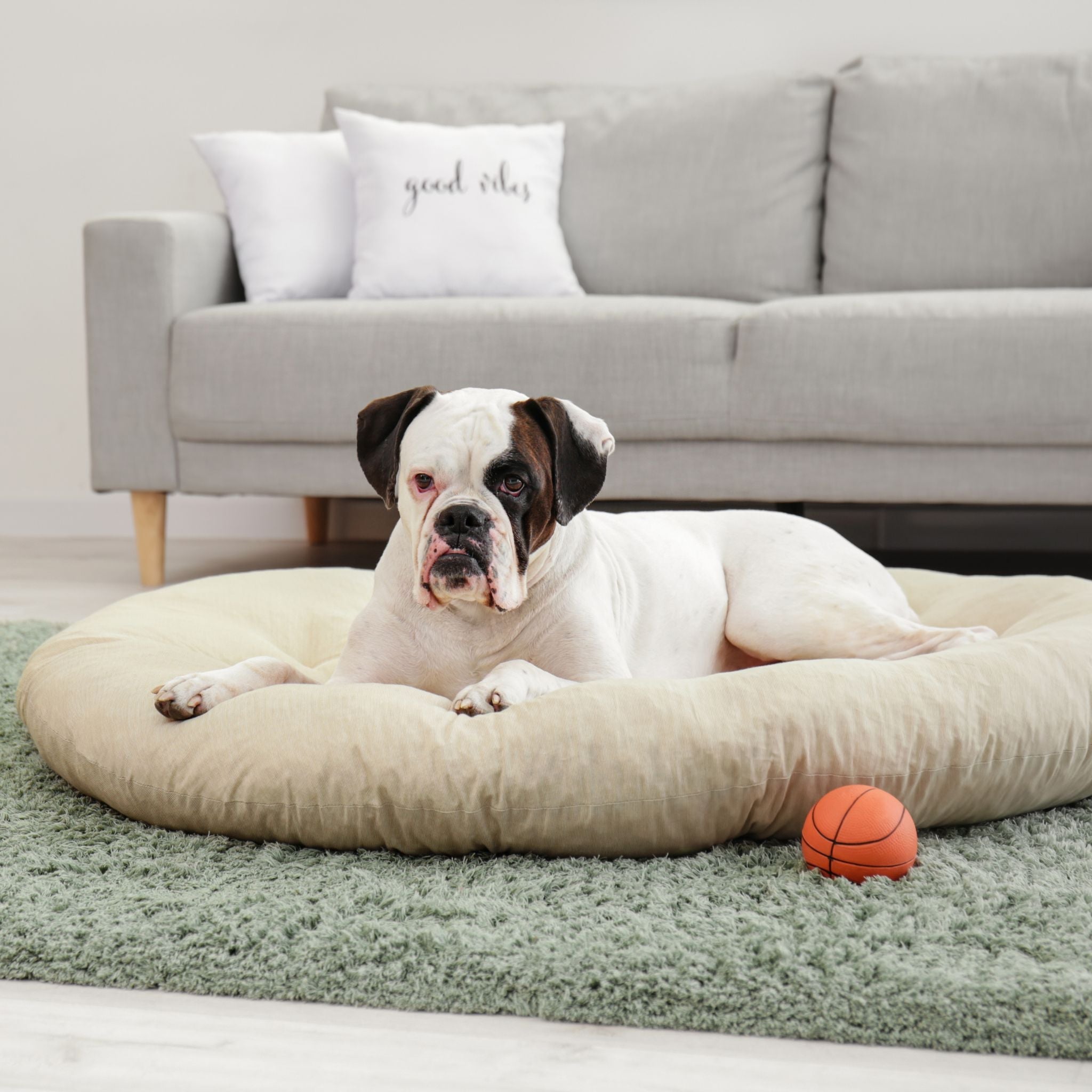 Pet beds collection - comfortable and cozy beds for dogs and cats