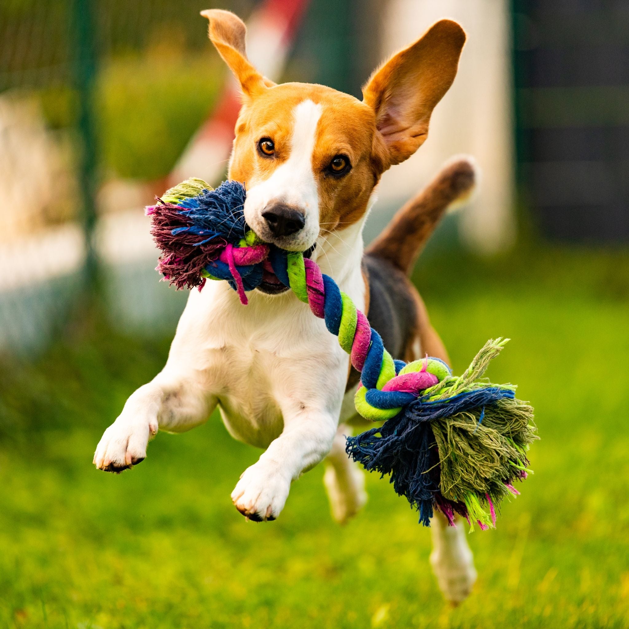 Dog toys collection - fun and durable toys for dogs