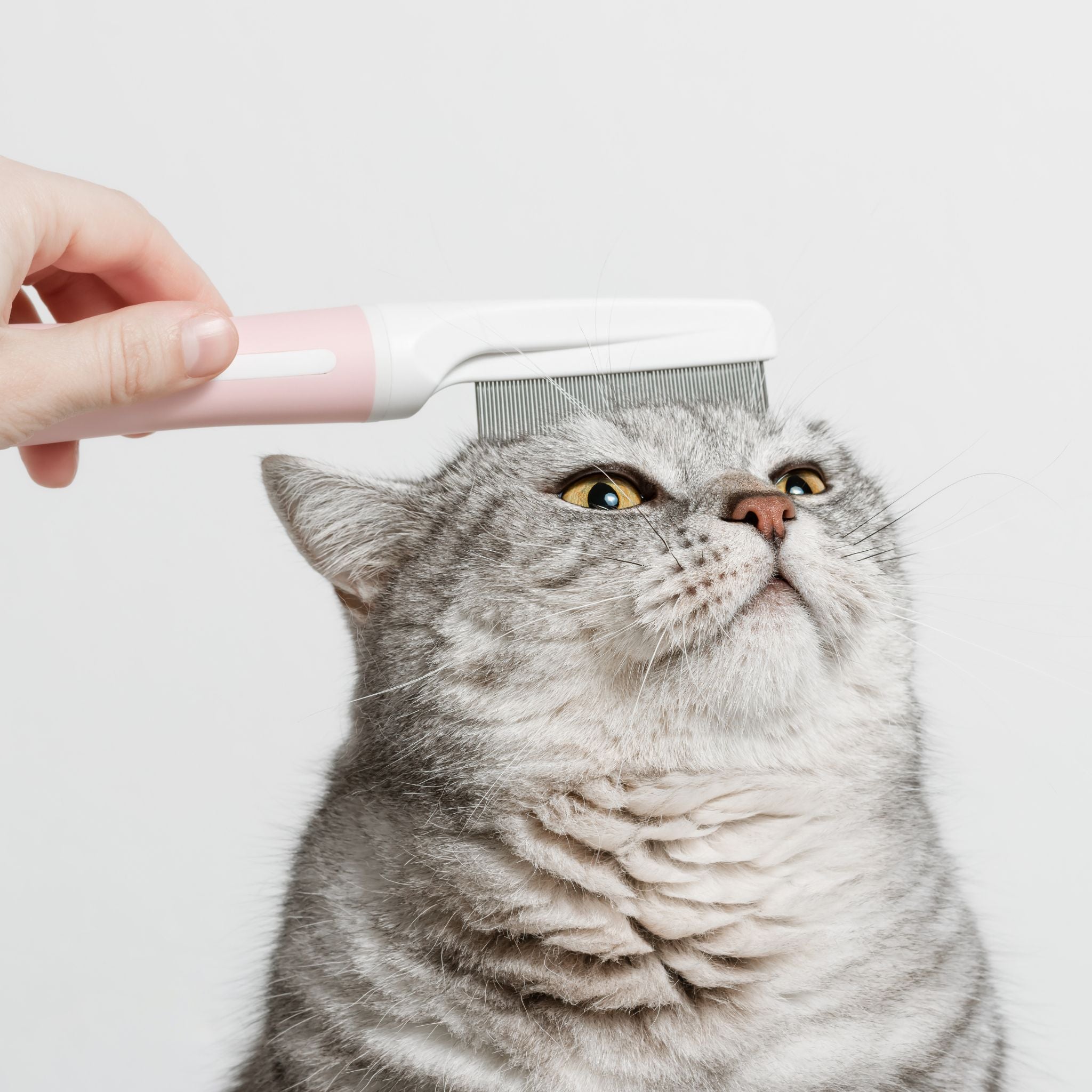 Pet grooming and care products - brushes, shampoos, and grooming essentials