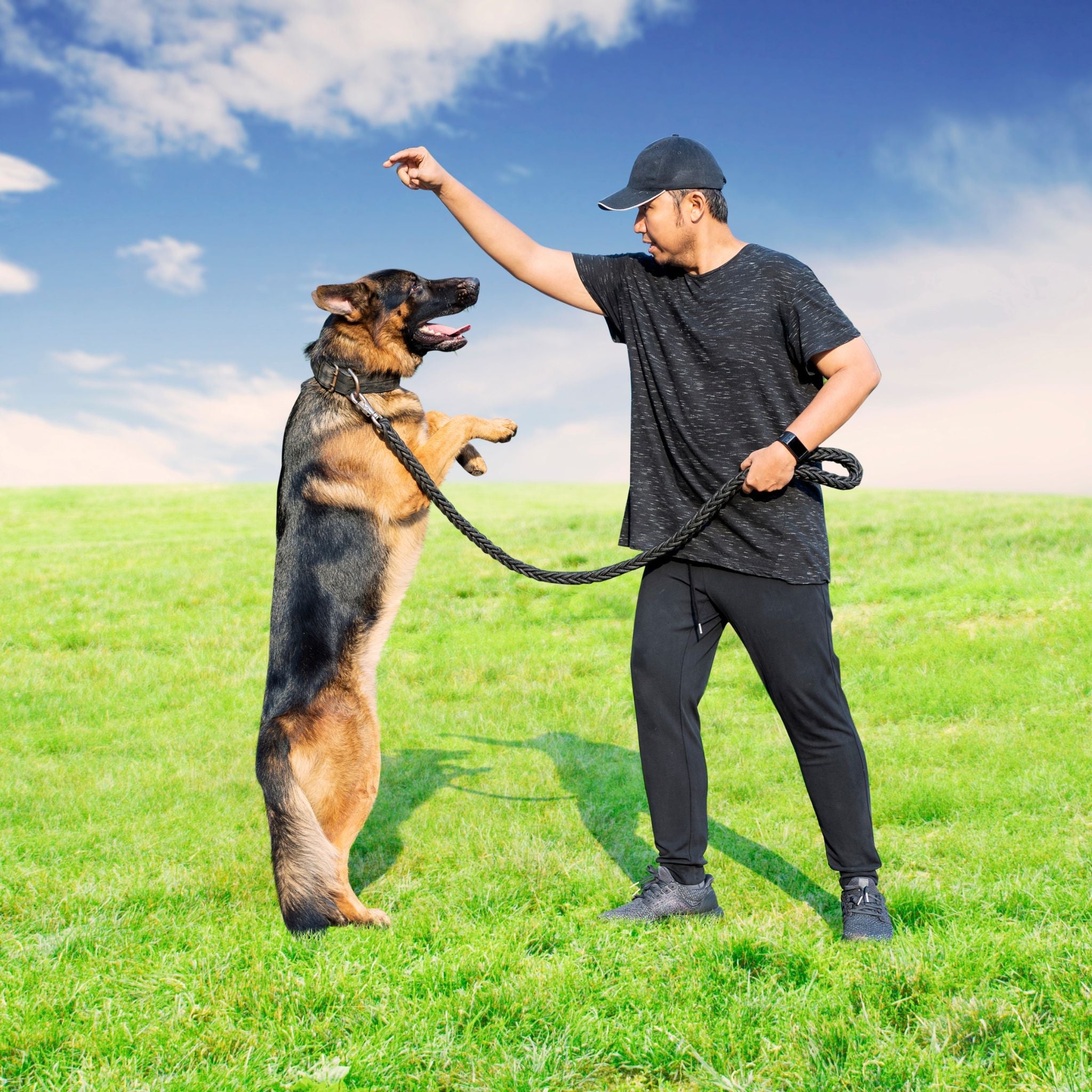 German Shepherd dog training with handler - Professional pet training equipment