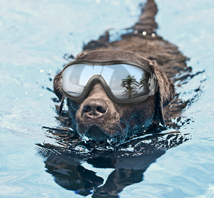 Dog swimming in water wearing goggles