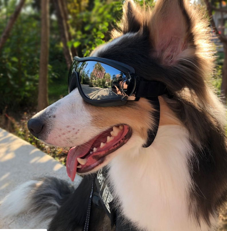 Dog wearing sunglasses with a blurred background