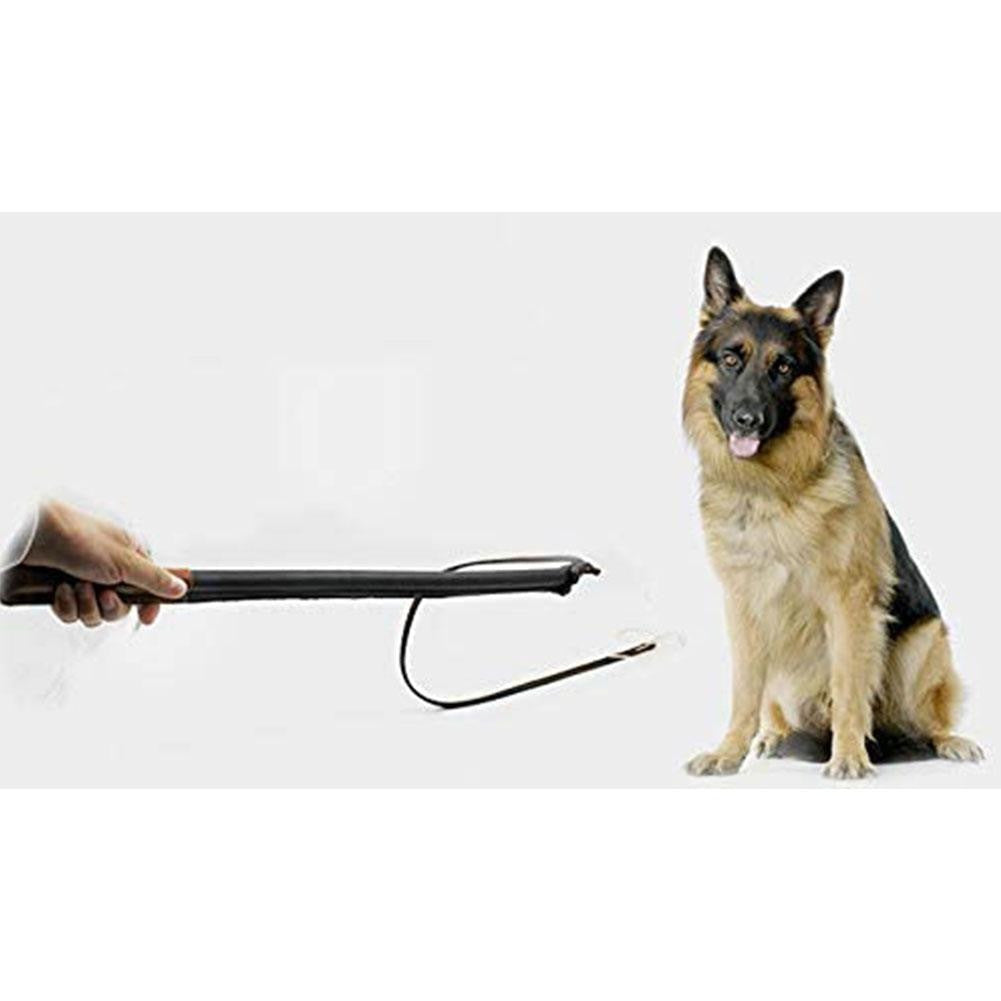 German Shepherd sitting next to a person holding a black leather whip on a white background