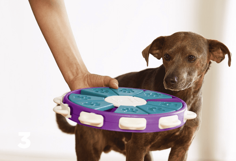 Dog playing with a purple and blue puzzle toy held by a person.