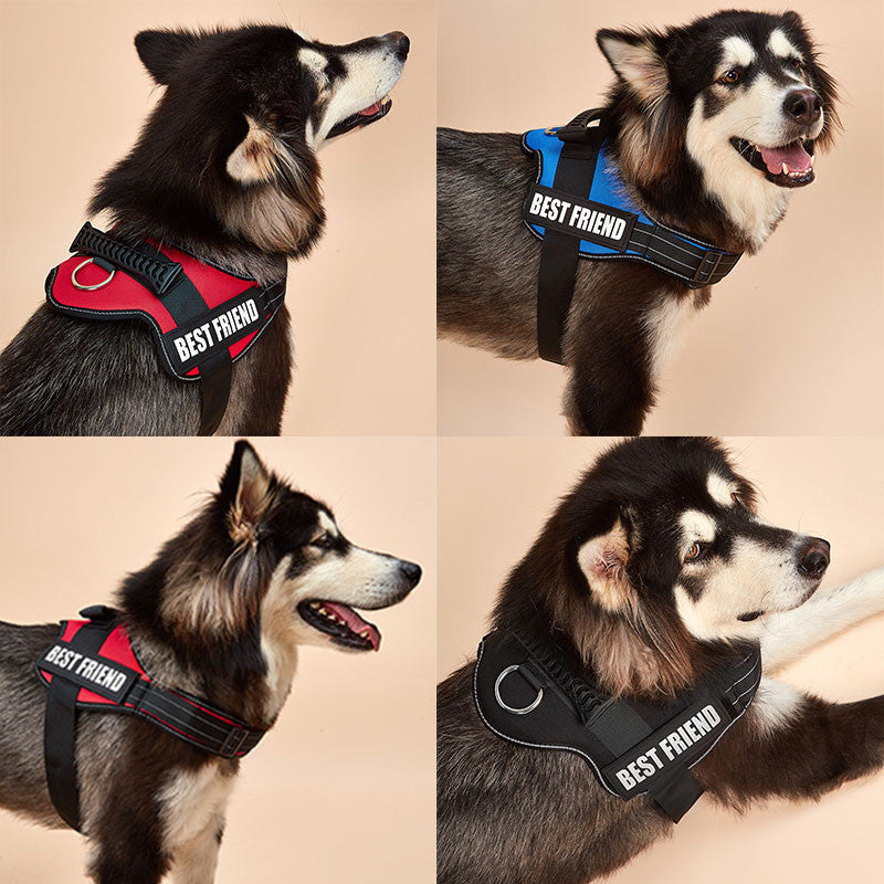 Dog wearing a 'Best Friend' harness in four different poses on a beige background