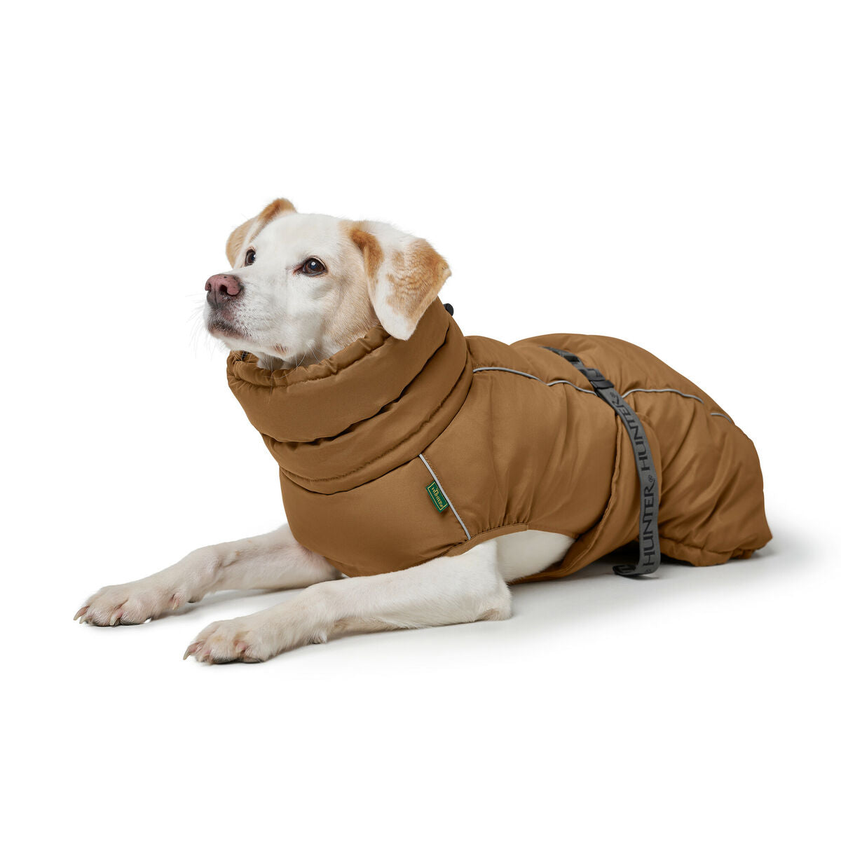 Dog wearing a brown coat on a white background