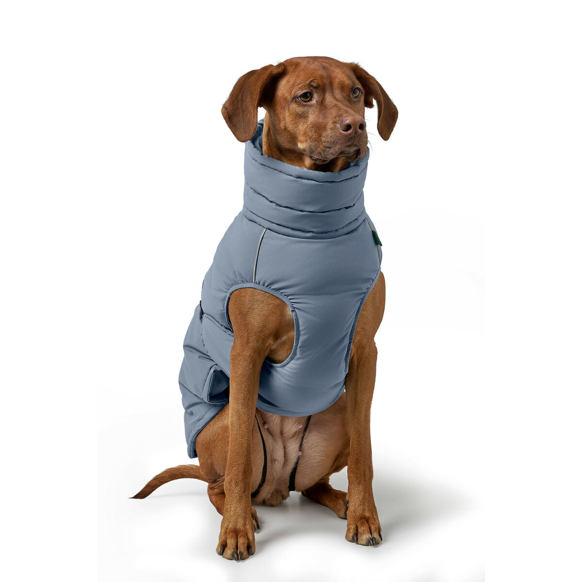 Dog wearing a blue recovery suit on a white background