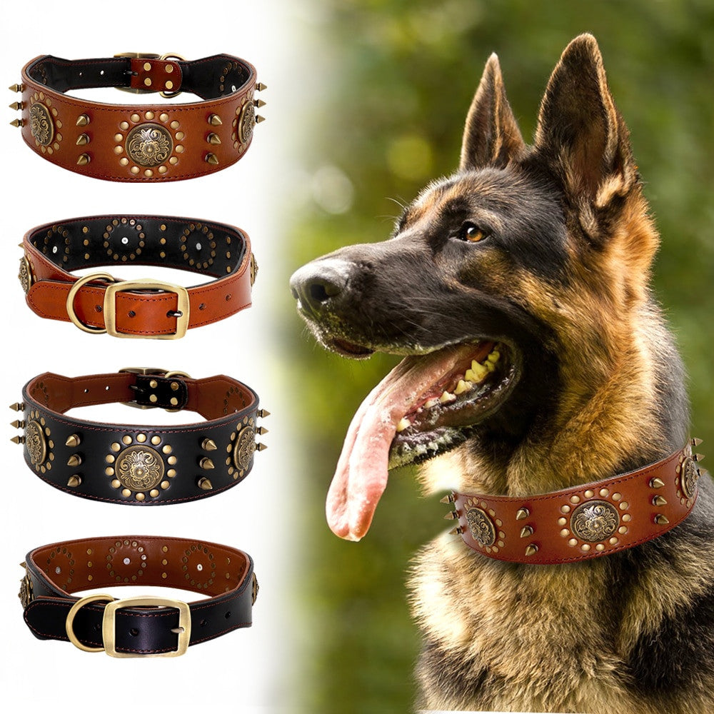Dog wearing a studded leather collar with four other collar designs displayed.