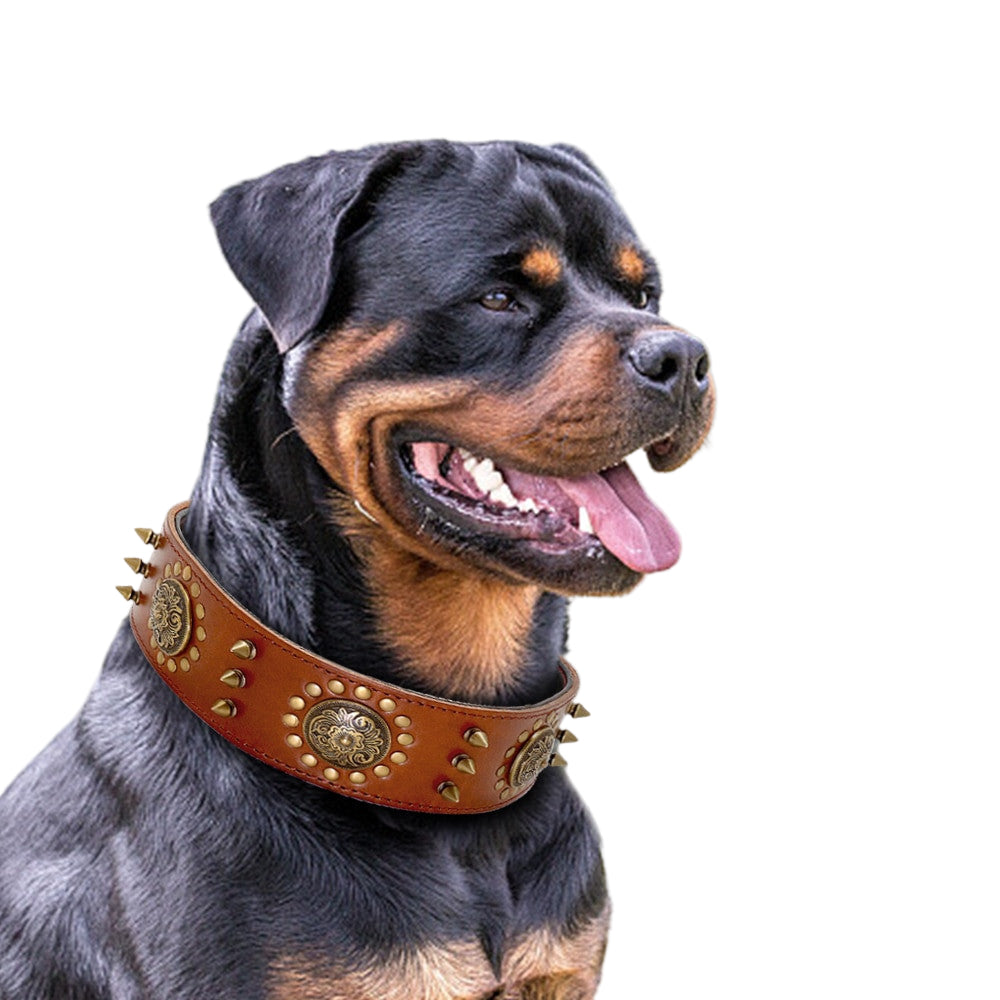 Dog wearing a leather collar with studs and a decorative clasp on a blurred green background