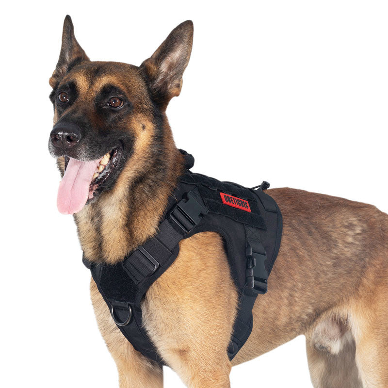 Dog wearing a black harness with a visible brand logo on a white background