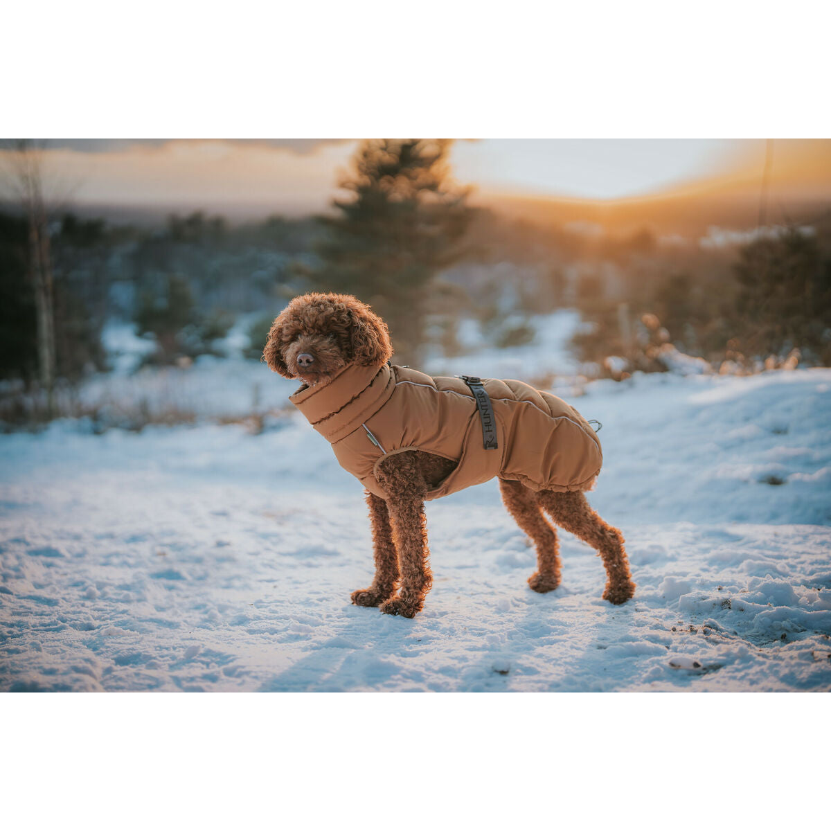 Dog wearing a brown coat standing on a snowy landscape with trees in the background.