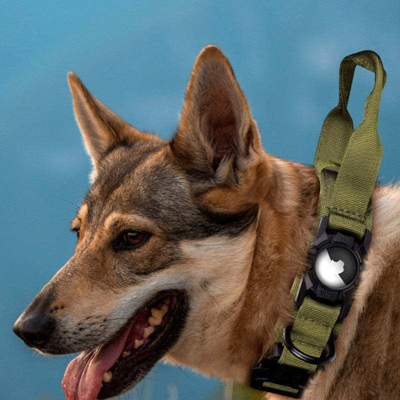 Dog wearing a green collar with a blue background
