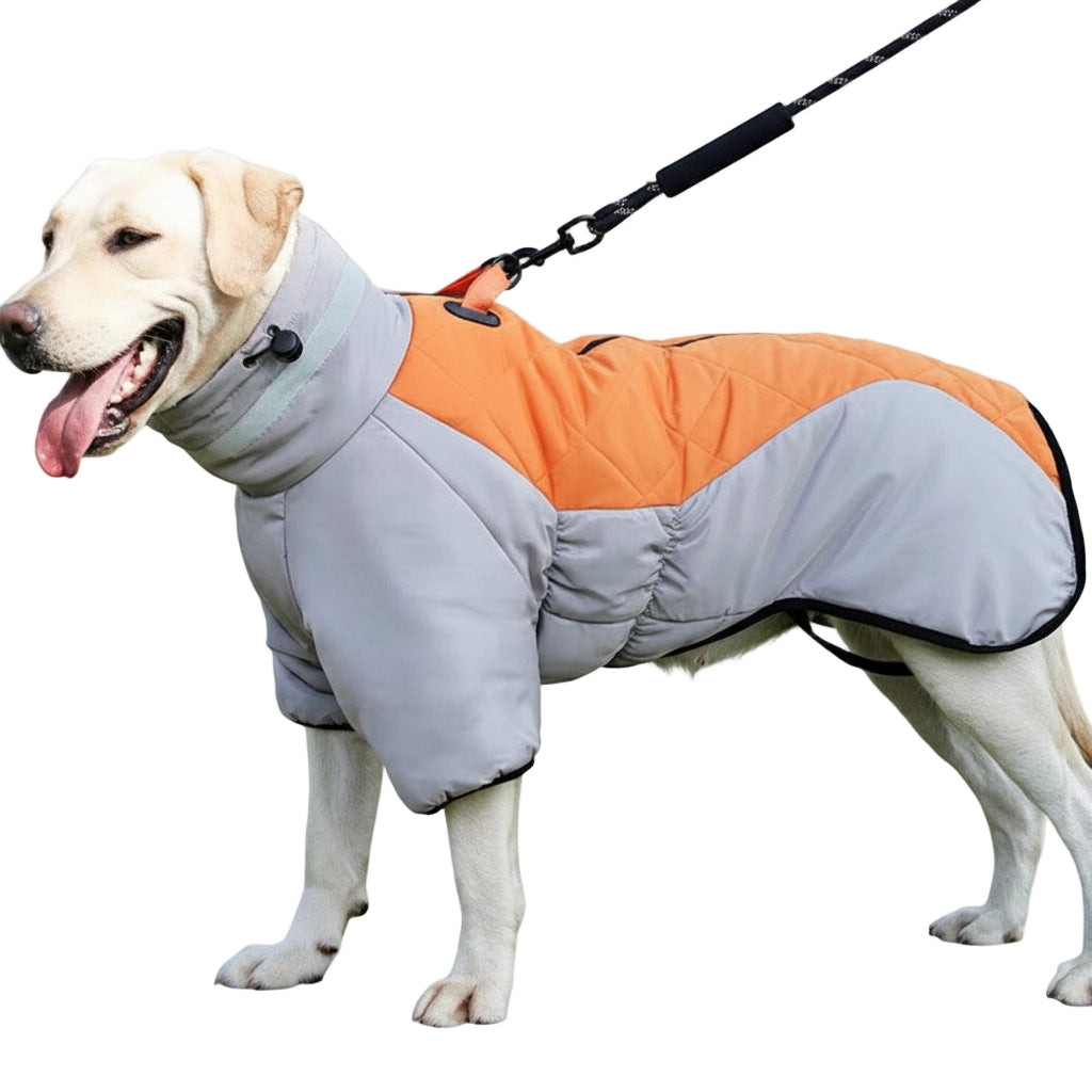 Dog wearing an orange and gray coat standing on grass