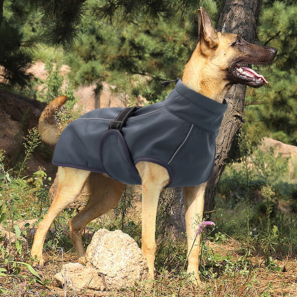 Dog wearing a blue coat standing outdoors near trees and rocks